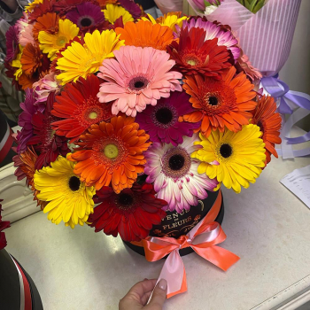 Герберы в ярком миксе от 25 шт.