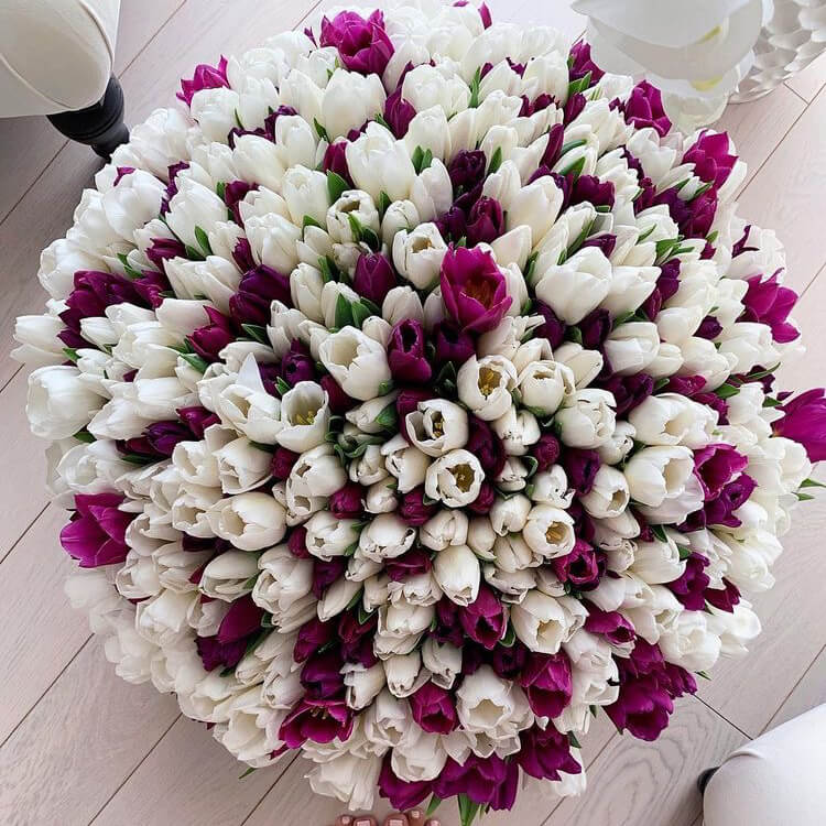 Бело-фиолетовые тюльпаны - 251 шт.