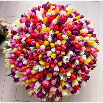 Разноцветные тюльпаны - 501 шт. Разноцветные тюльпаны - 501 шт.