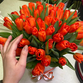 51 коралловый тюльпан в коробке
