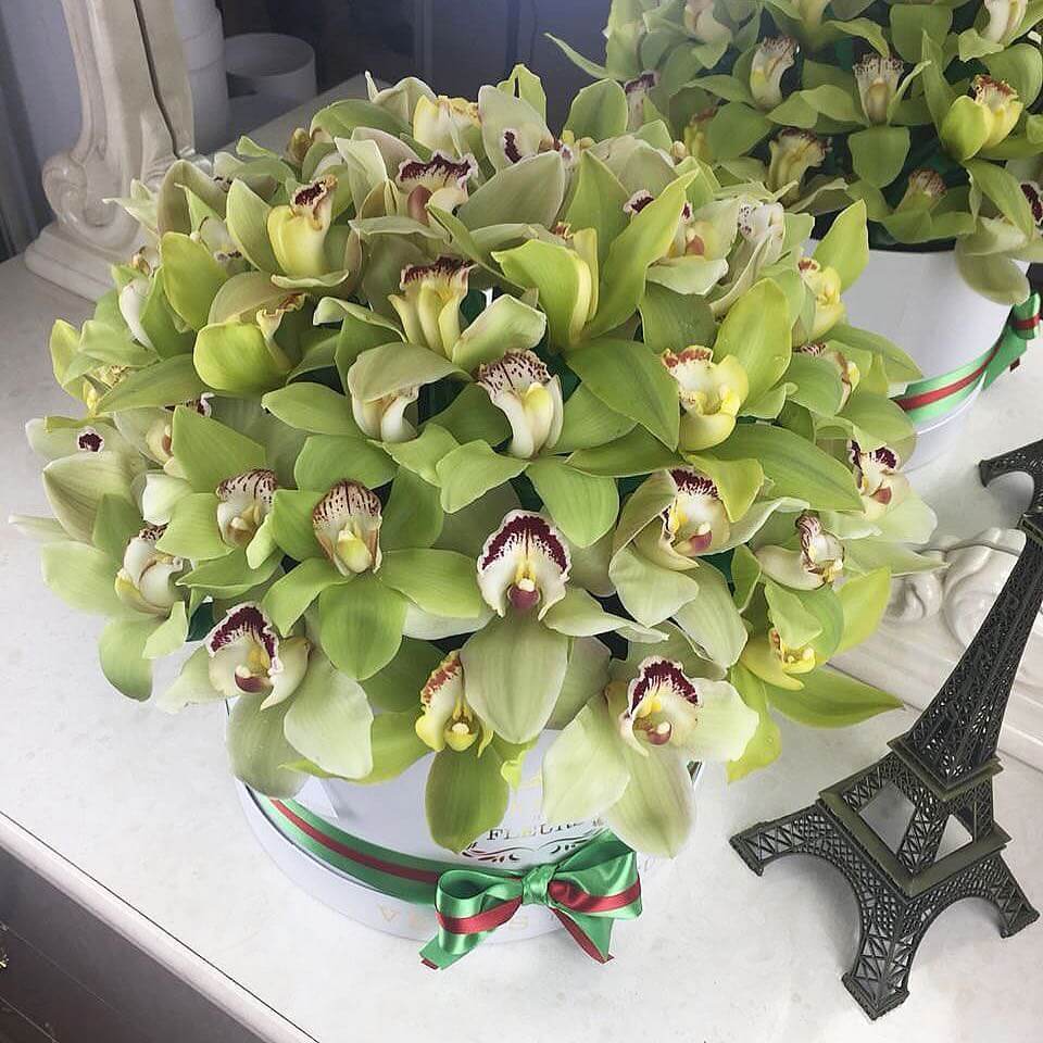 51 зеленая орхидея в коробке