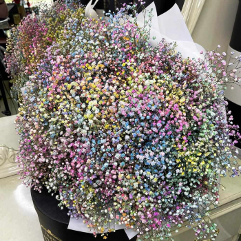 51 разноцветная гипсофила