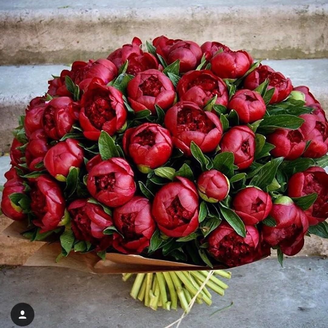 101 бордовый пион в букете