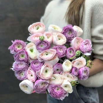 Бело-розовые ранункулюсы - 29 шт.