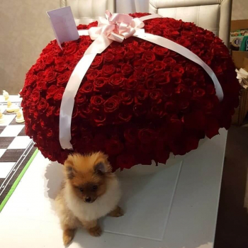 501 красная роза в коробке