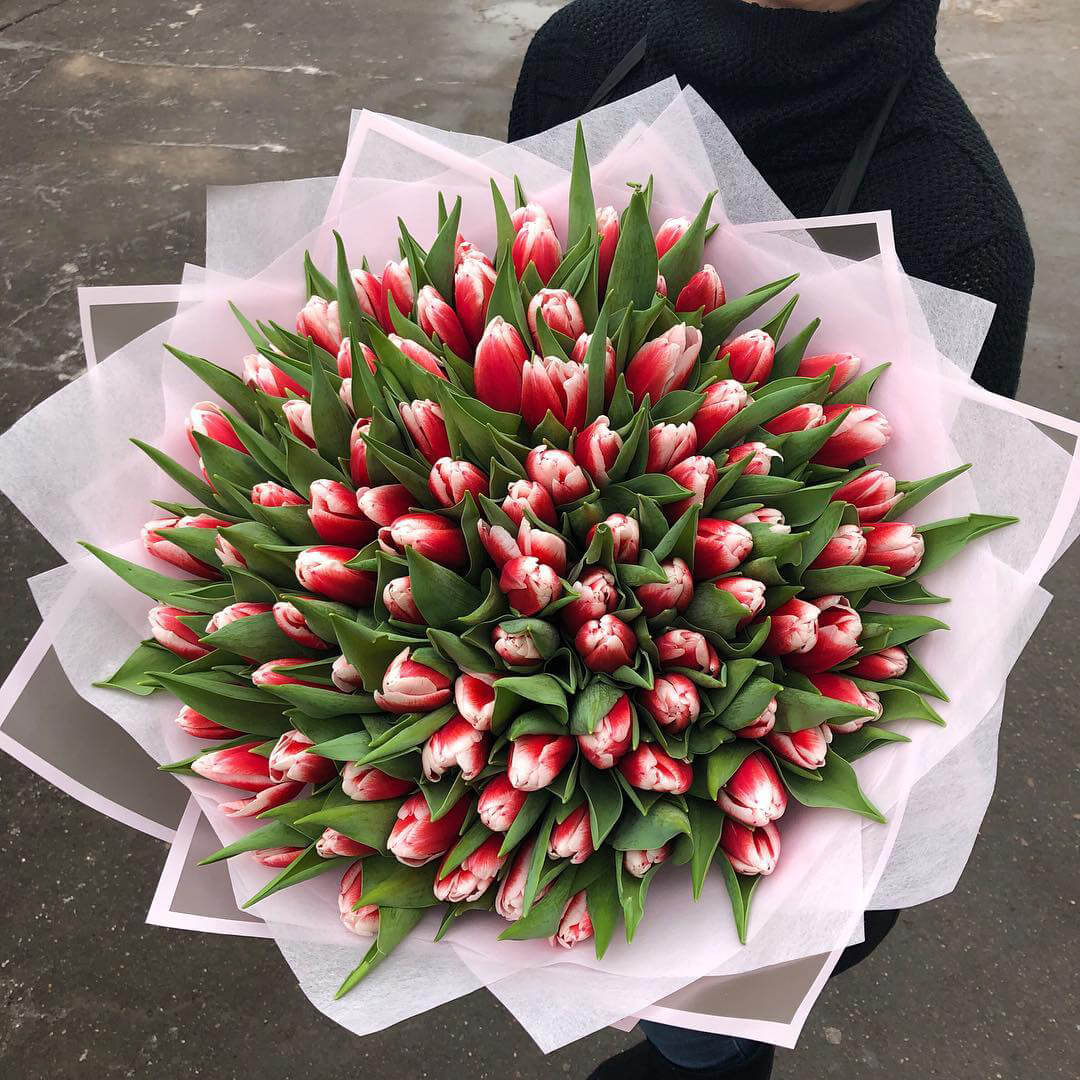 101 красно-белый тюльпан в букете