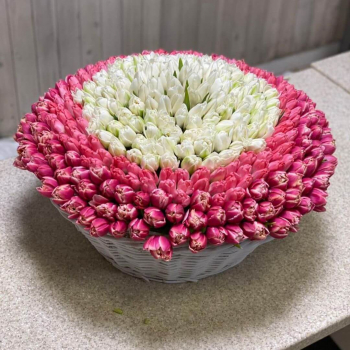 301 бело-розовый тюльпан в корзине 301 бело-розовый тюльпан в корзине