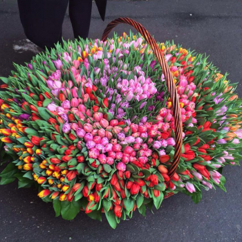 1001 тюльпан в корзине