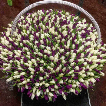 1001 разноцветный тюльпан в корзине