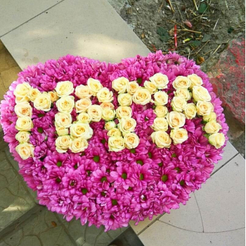 Розовые хризантемы "мама" - 75 шт.