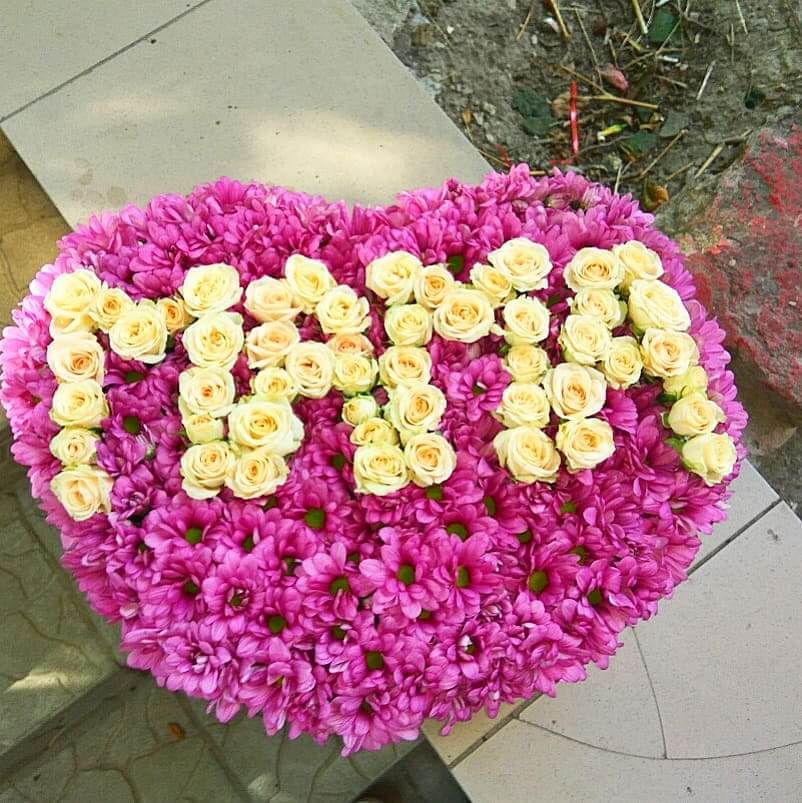 Розовые хризантемы "мама" - 75 шт.