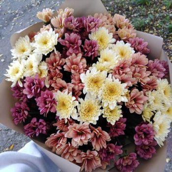 29 кофейных кустовых хризантем в миксе
