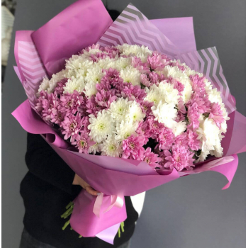 29 бело-розовых кустовых хризантем
