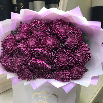 19 бордовых крупных хризантем 19 бордовых крупных хризантем