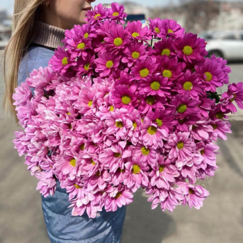 29 розово-малиновых хризантем