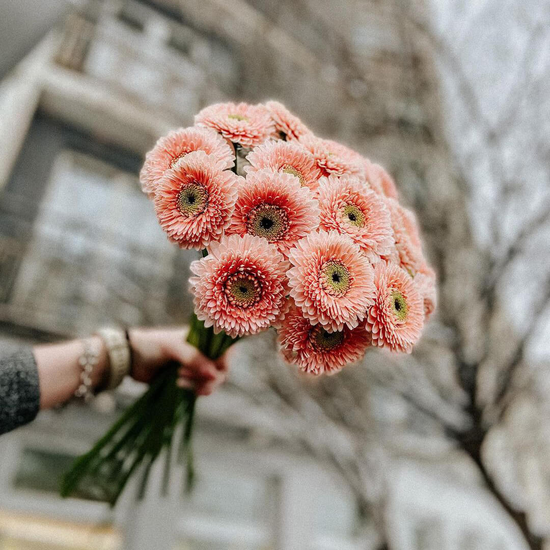 29 коралловых гербер