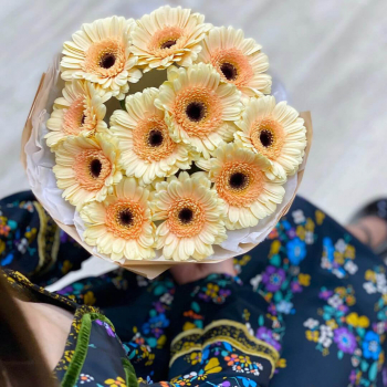 19 кремовых гербер в букете