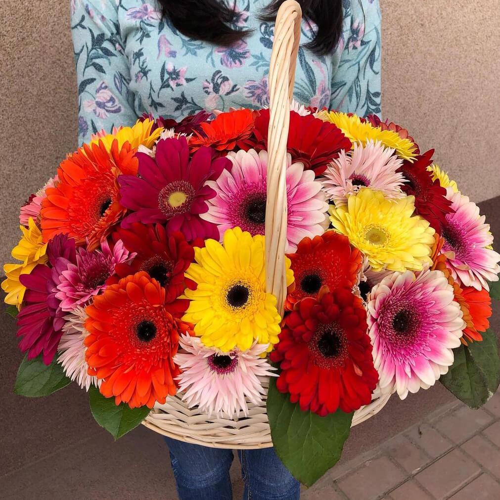 Разноцветные герберы - 51 шт.