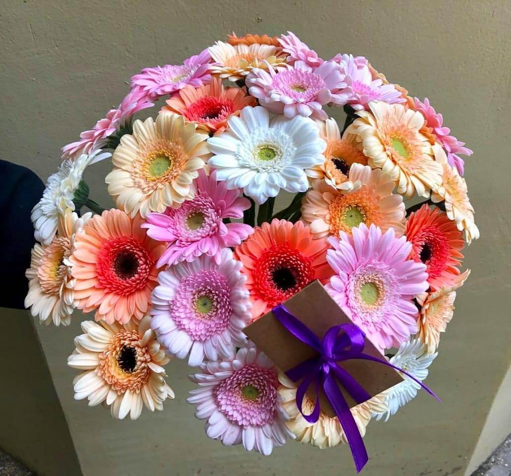 29 разноцветных гербер