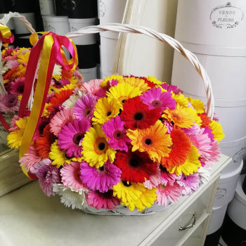 Разноцветные герберы - 101 шт.