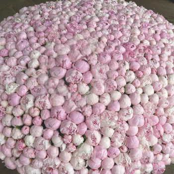 1001 пион в коробке