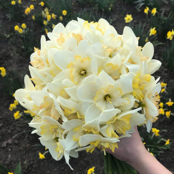 29 белых нарциссов в букете