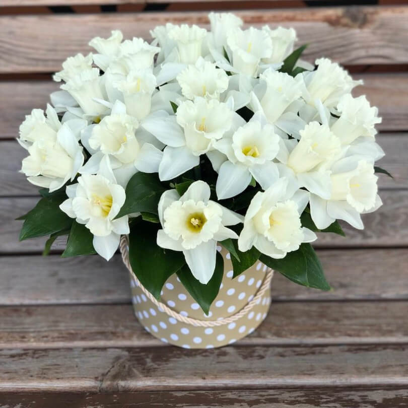 51 нарцисс в коробке