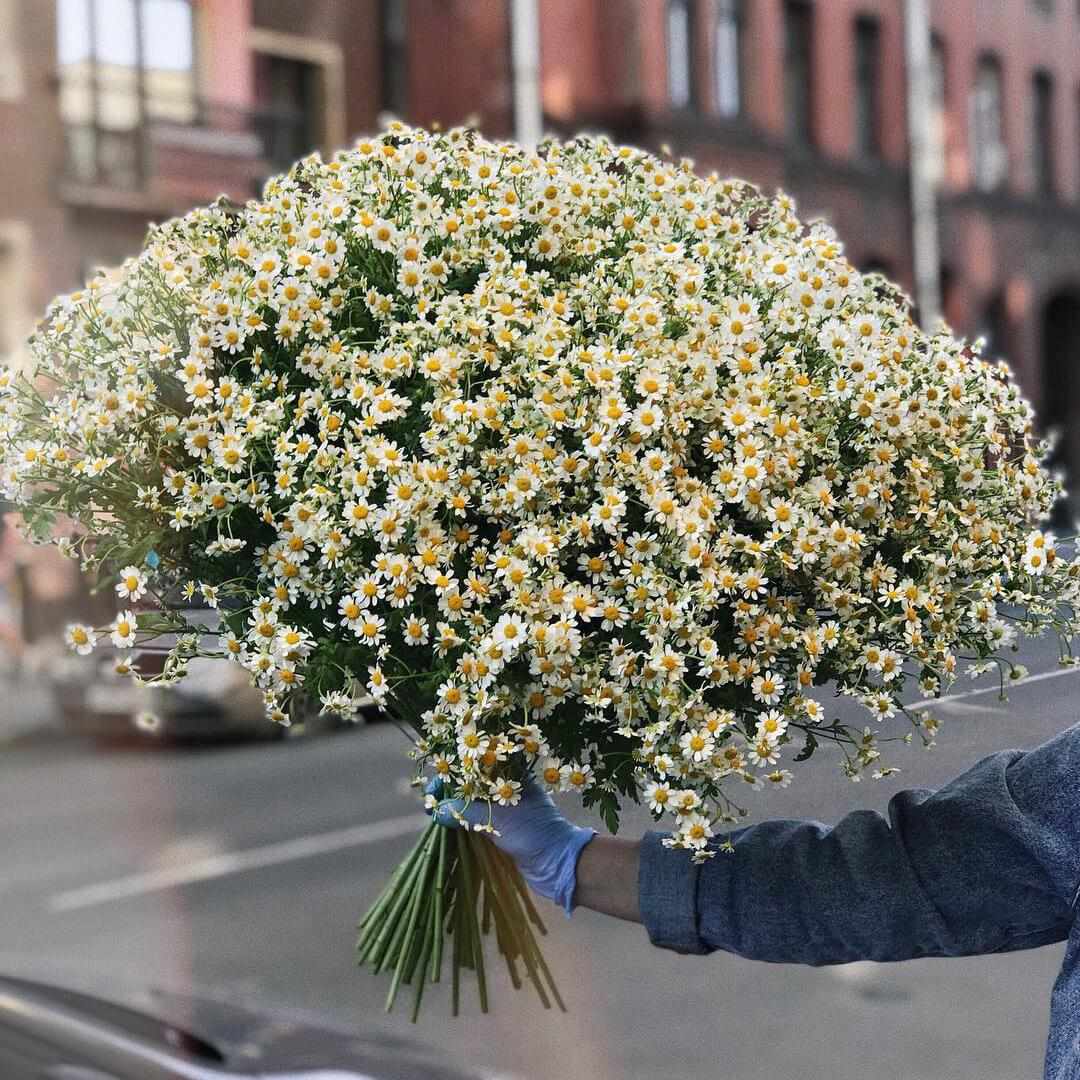 251 кустовая ромашка в букете