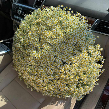 301 кустовая ромашка в букете