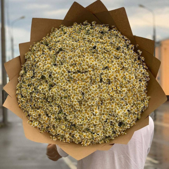 501 кустовая ромашка