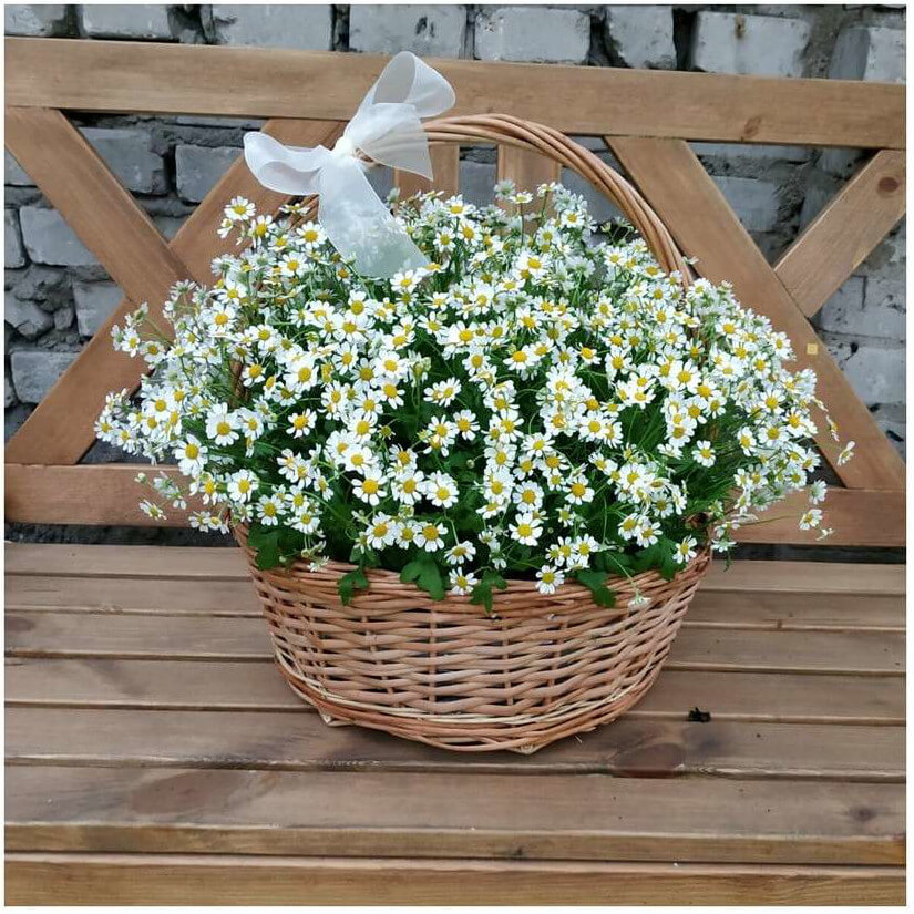 101 кустовая ромашка в корзине