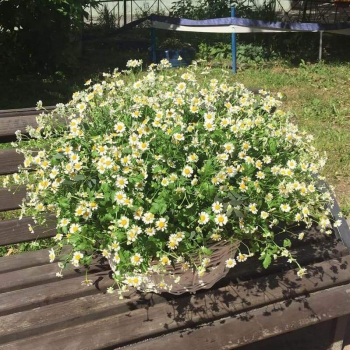 151 кустовая ромашка в корзине