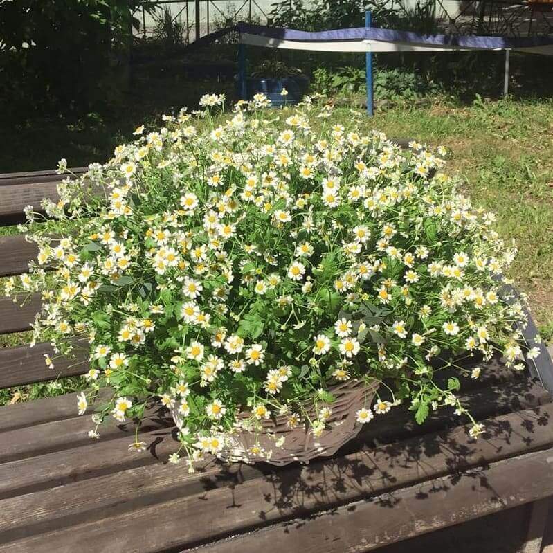 151 кустовая ромашка в корзине