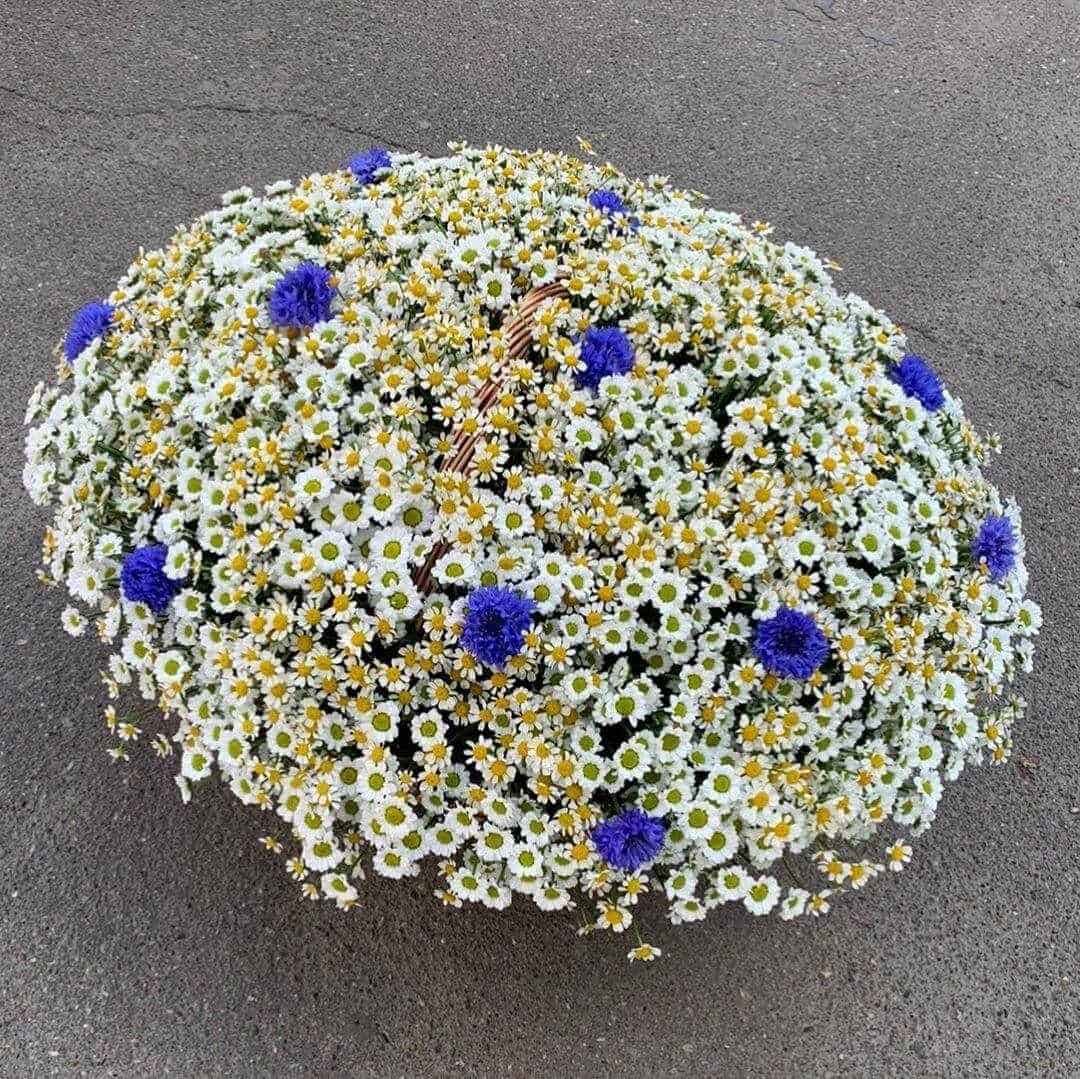 251 ромашка в корзине