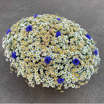 251 ромашка в корзине