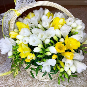 Бело-желтый букет из 101 фрезии в корзине