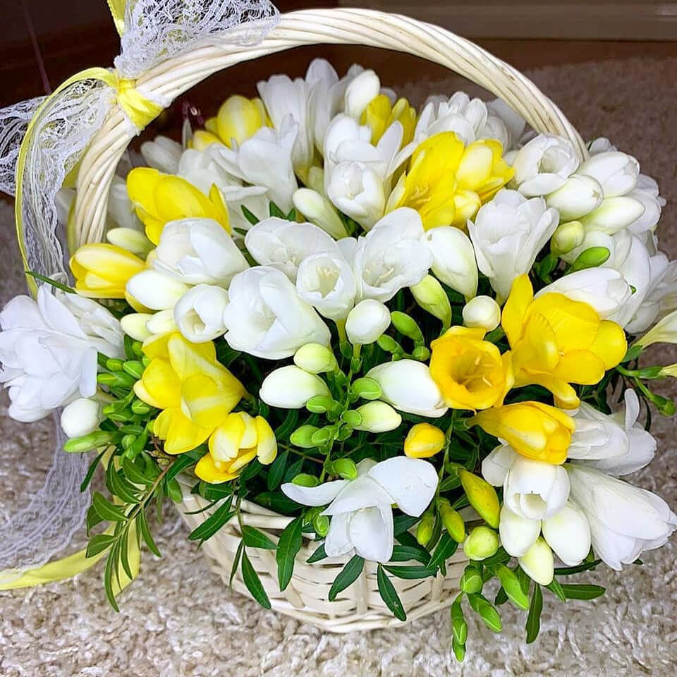 Бело-желтый букет из 101 фрезии в корзине