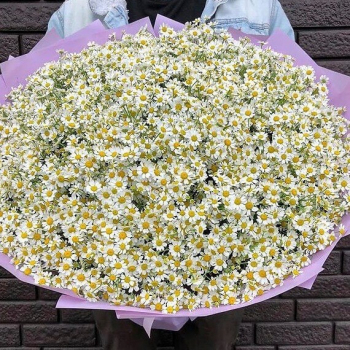 151 ромашка кустовая в букете