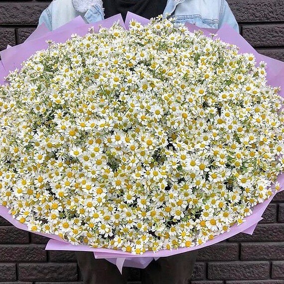 151 ромашка кустовая в букете