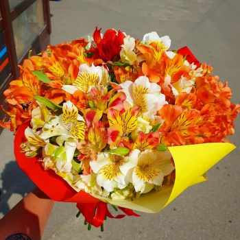 29 бело-коралловых альстромерий