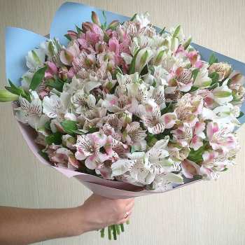 29 белых альстромерий 29 белых альстромерий