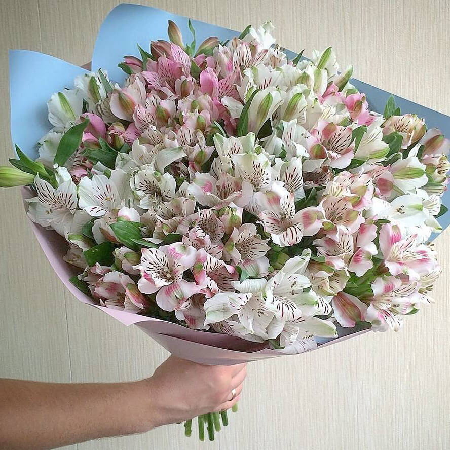 29 белых альстромерий