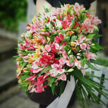 41 нежная альстромерия