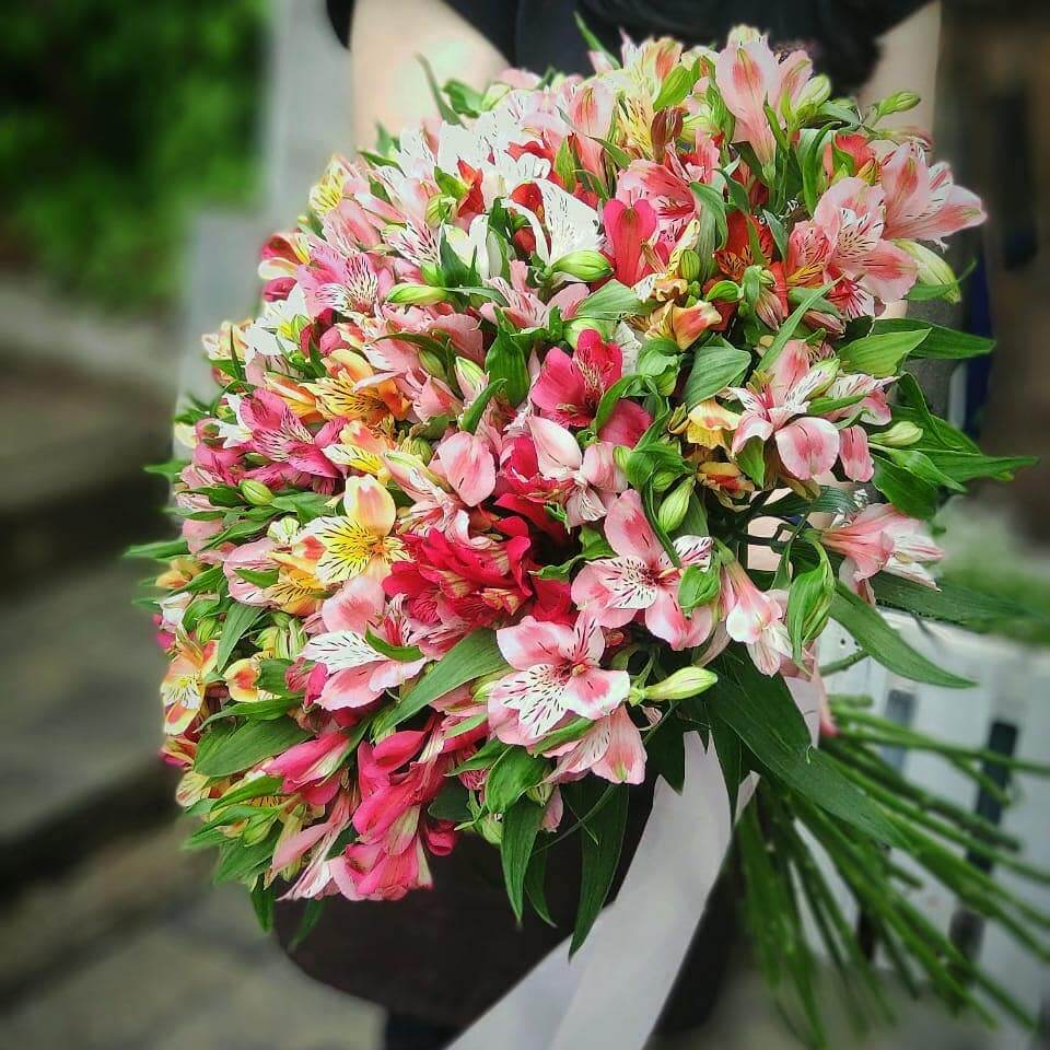 41 нежная альстромерия