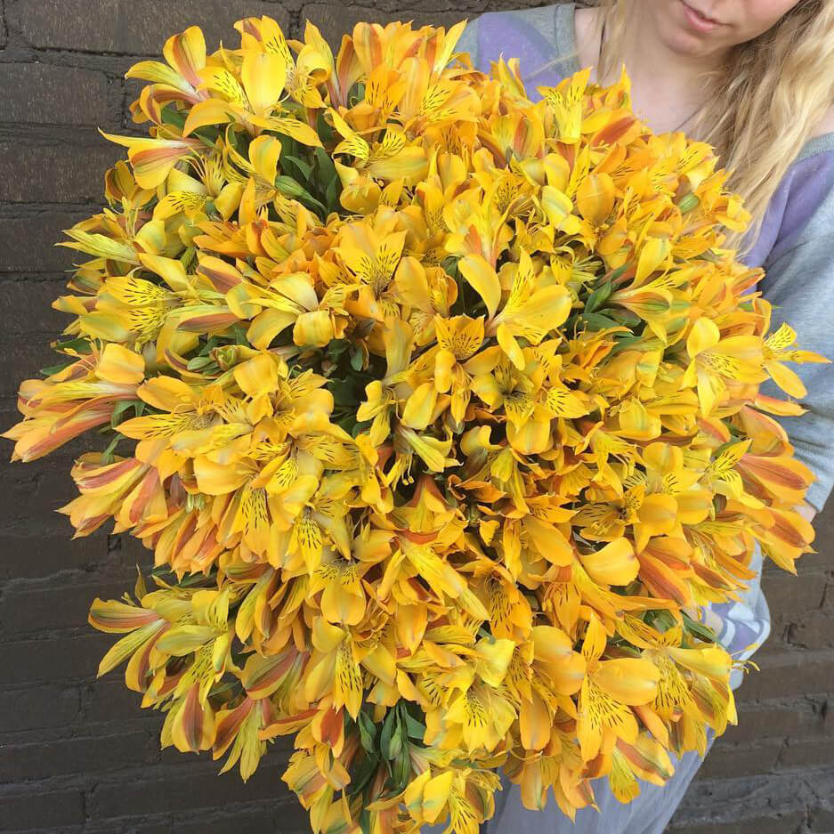 51 желтая альстромерия