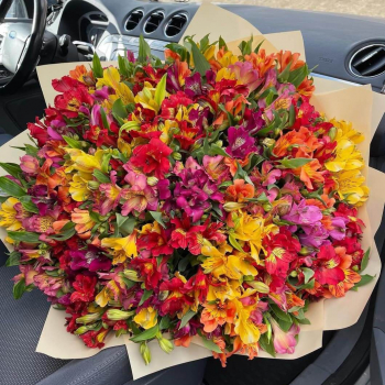 101 разноцветная альстромерия