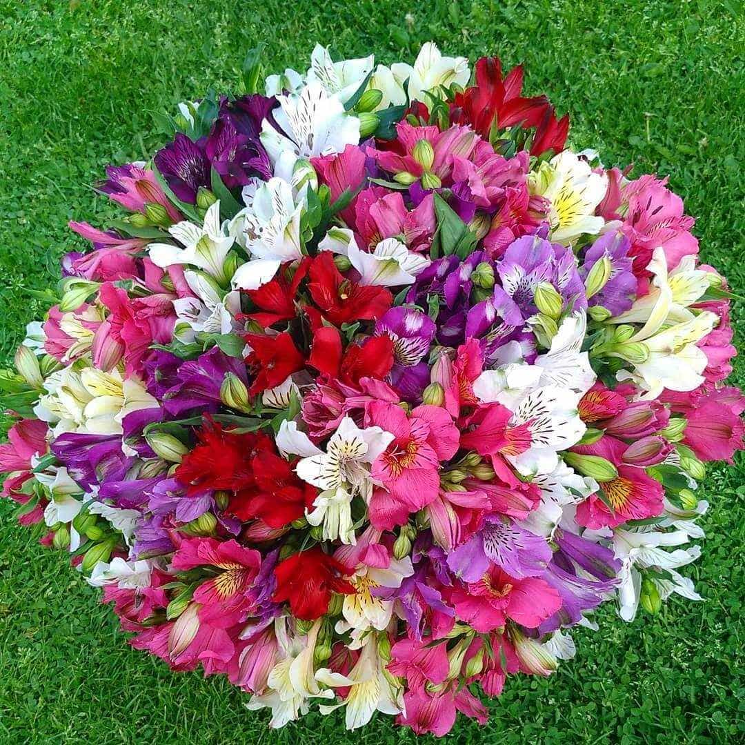 101 альстромерия в коробке