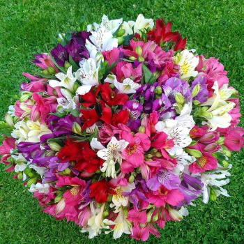 101 альстромерия в коробке 101 альстромерия в коробке