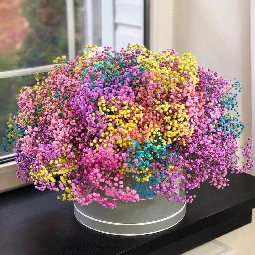 51 разноцветная гипсофила