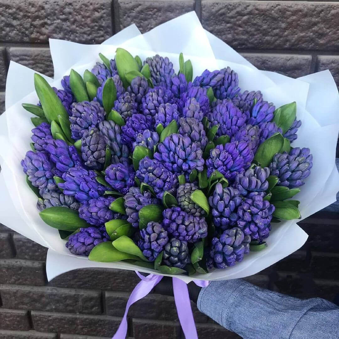25 синих гиацинт в букете